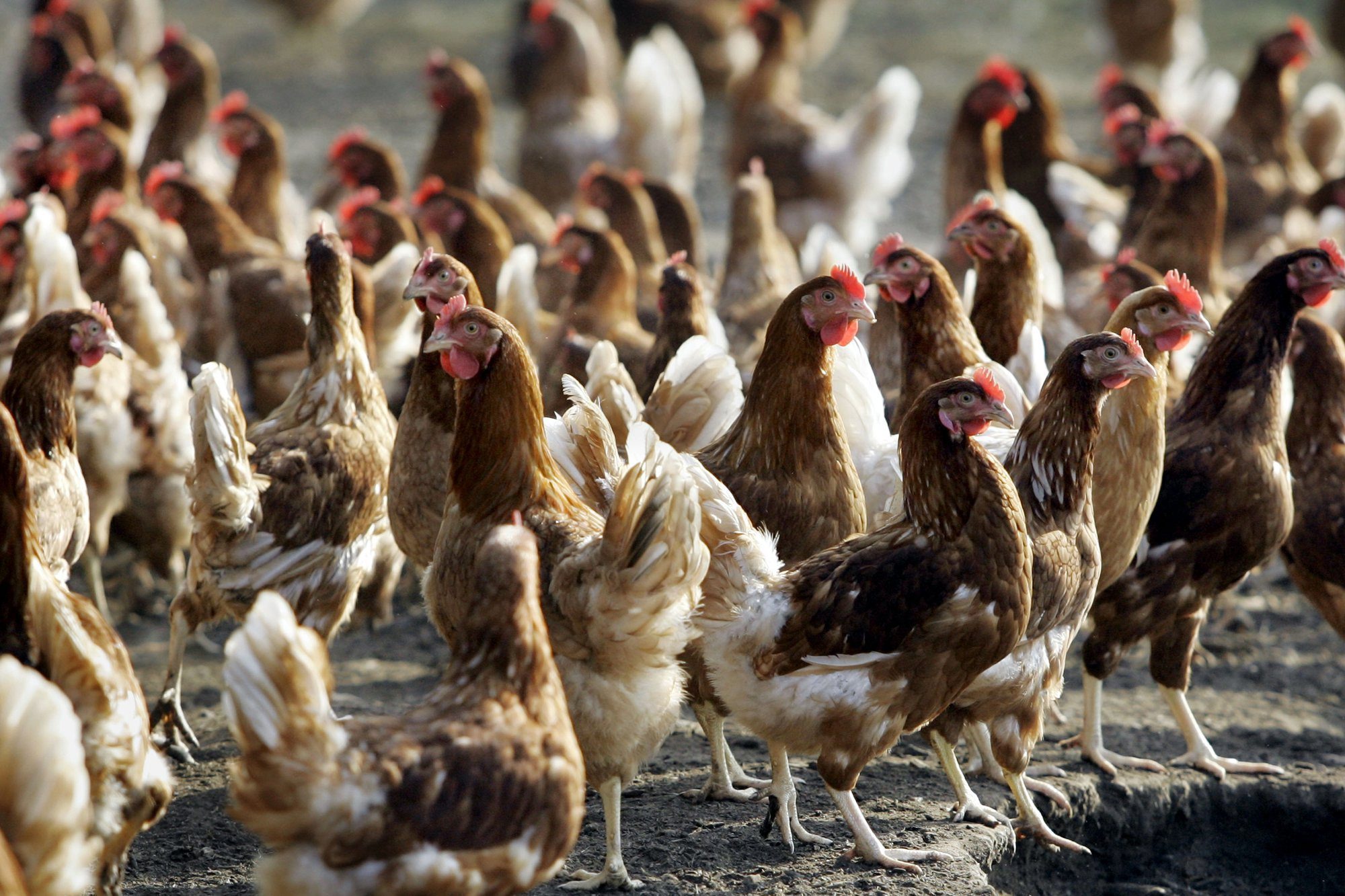 Europe sees decline in bird flu case detections, report finds